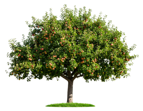  Firefly_PNG Apple tree produce fruit plant.