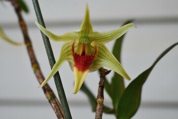 Dendrobium hsinying tobazuki orchid flower 