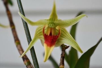 Dendrobium hsinying tobazuki orchid flower
