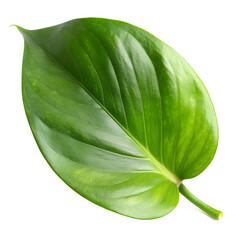 Obraz premium Pothos money plant leaf isolated on transparent background