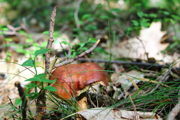 Wild Forest Mushrooms
Autumn Mushrooms on the Forest Floor 