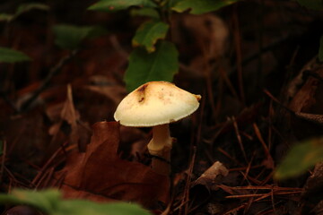 Wild Forest Mushrooms
Autumn Mushrooms on the Forest Floor 