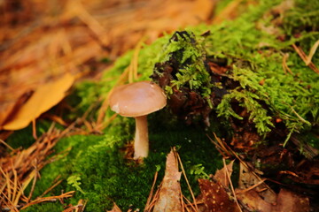 Wild Forest Mushrooms
Autumn Mushrooms on the Forest Floor 