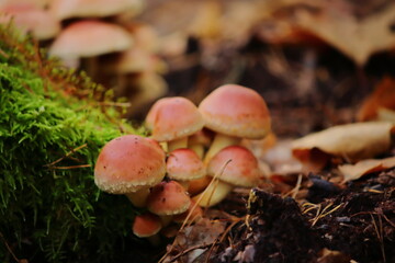 Wild Forest Mushrooms
Autumn Mushrooms on the Forest Floor 