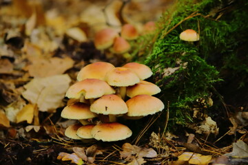 Fototapeta premium Wild Forest Mushrooms Autumn Mushrooms on the Forest Floor 
