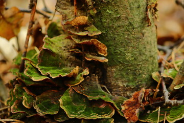 Wild Forest Mushrooms
Autumn Mushrooms on the Forest Floor 