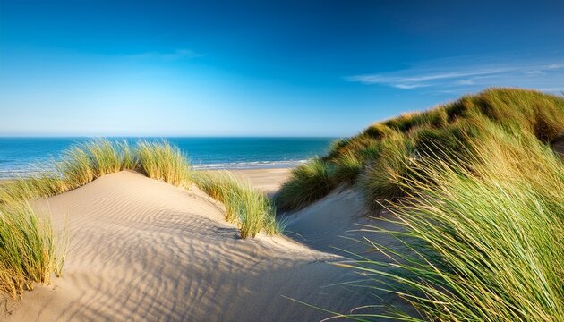 sand dunes with beach grass on the north sea in sunlight with blue sky d1