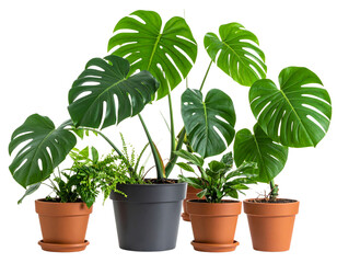 Obraz premium Untitled design - Firefly_PNG Monstera deliciosa tree in pots plant leaf white background. (2)