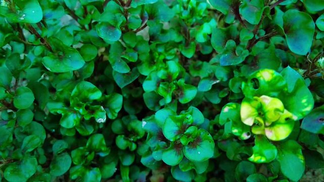 Dense Green Foliage, Abstract Natural Background. Vibrant Green Leaves, Lush Plant Texture