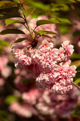close up of branch of beautiful pink spring Cherry blossom flowers Japanese Sakura
