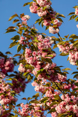 close up of branch of beautiful pink spring Cherry blossom flowers Japanese Sakura