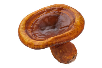Ganoderma Lucidum Mushroom Isolated PNG