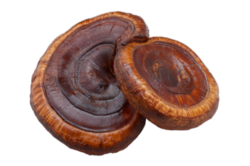 Ganoderma lucidum mushroom isolated on transparent background