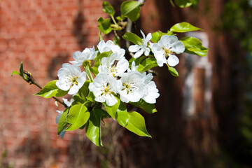 Kwitnące drzewo z ceglanym domem w tle 2025 © Krzysiek Cegiełka