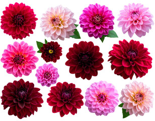Firefly_Set of pink and burgundy color flowers. Isolated on transparent background for your p