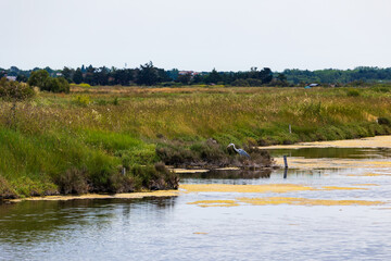 Grey heron (Ardea cinerea) in the abandoned salt marshes of L’Île-d’Olonne