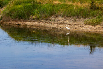 Little egret (Egretta garzetta) in the salt marshes of L’Île-d’Olonne