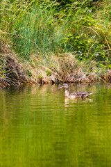 Duck family with ducklings in the marshes of L’Île-d’Olonne