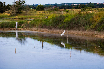 Little egret (Egretta garzetta) in the salt marshes of L’Île-d’Olonne