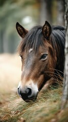 Obraz premium Close-up of a brown horse resting among autumn leaves in a forest setting during golden hour