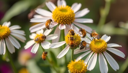 Obraz premium Bees gathering pollen on white daisies in a vibrant natural garden environment.
