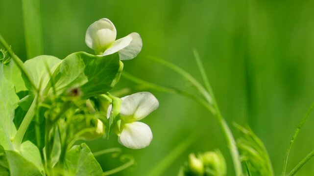 Flowering peas in a field, close up