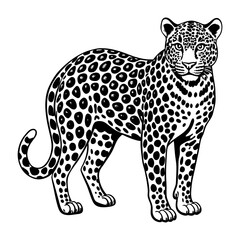 Leopard illustration vector, wildlife animal drawing, big cat art, feline predator, black and white sketch