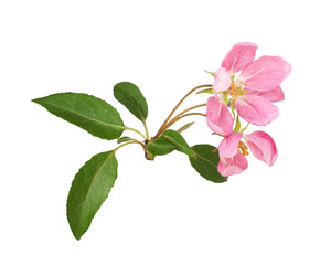 Closeup of pink flowers and green leaves of Malus floribunda (profusely flowering apple) isolated on white or transparent background