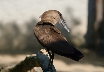 hamerkop