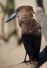 hamerkop