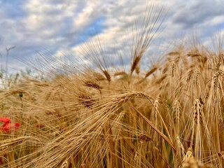 ears of wheat