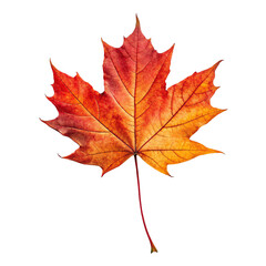 Obraz premium Vibrant red and orange maple leaf in autumn colors isolated on transparent background