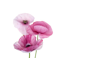 Delicate pink poppy flowers with soft petals, isolated on transparent background for easy use in...