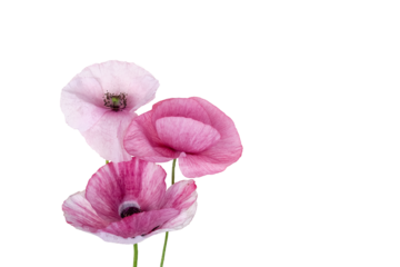 Delicate pink poppy flowers with soft petals, isolated on transparent background for easy use in design and decoration.
