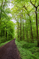 Waldweg in die Natur