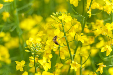 Blooming Rapeseed Field And Flying Bee in Background. Collecting Honey. Macro.