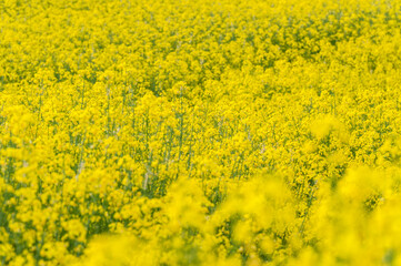 Yellow Rapeseed Field. Landscape. Rural area nature.