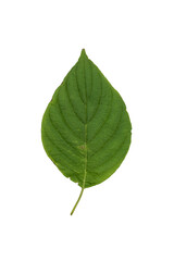 Green Leaf Isolated on White Background.
