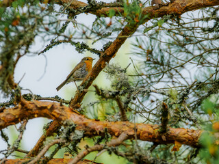 European Robin (Erithacus rubecula) perched in lichen-covered pine tree, Yttre Bodane Nature Reserve, Dalsland, Sweden