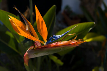 Strelitzia reginae w rozkwicie