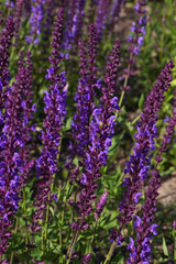 medicine plant purple flower yarrow on a flowerbed on a sunny day