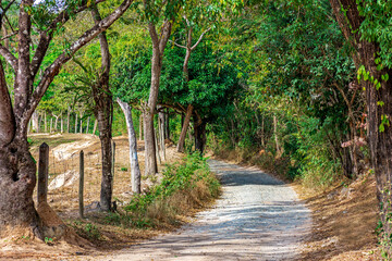 Road in rural area crossing farm in the interior of the state of Minas Gerais