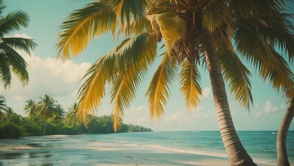 Fototapeta premium Sweet Coconut Tree In Summer with empty copy space for text on a tropical beach scene.