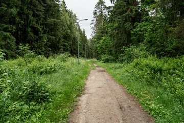 forest path through lush green vegetation, dirt trail in summer woodland, peaceful outdoor hiking...
