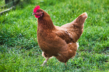Large spotted brown chicken close-up in the garden on green grass, selective focus. Rural farmstead with pets. A chicken walks through a farmer's field. Nottingham UK.