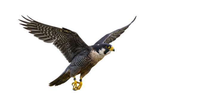 eagle in flight isolated,png,,