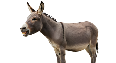 side view of a donkey