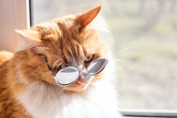 The red cat in round sunglasses with a thoughtful look sits by the window, looking through the...