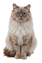 Obraz premium Ragdoll cat with blue eyes sitting isolated on transparent background