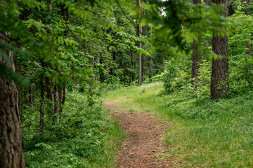 Fototapeta premium forest path trail with green trees summer nature landscape peaceful woodland hiking track outdoor travel environment natural scenery eco tourism tranquil forest road leafy background untouched beauty